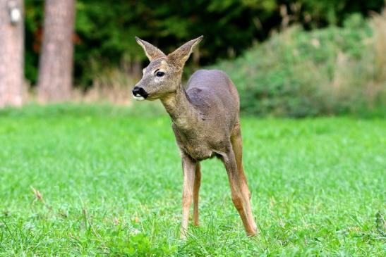 Reh - Wildpark Alte Fasanerie Klein Auheim 2015