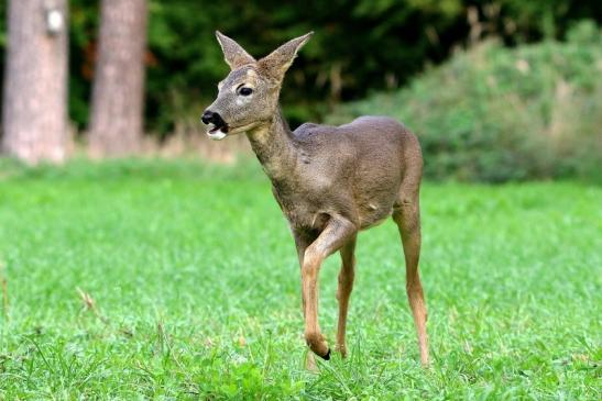 Reh - Wildpark Alte Fasanerie Klein Auheim 2015