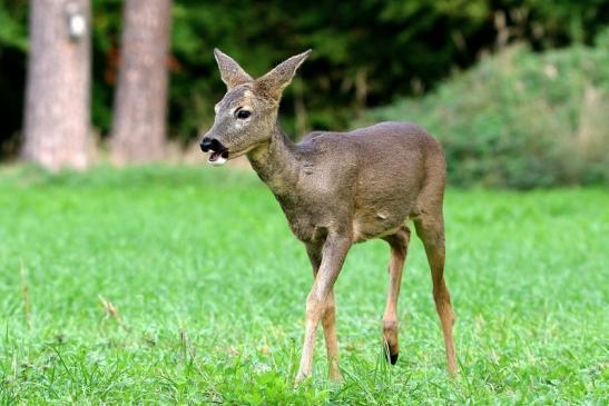 Reh - Wildpark Alte Fasanerie Klein Auheim 2015