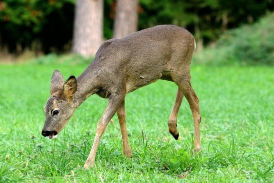 Reh - Wildpark Alte Fasanerie Klein Auheim 2015