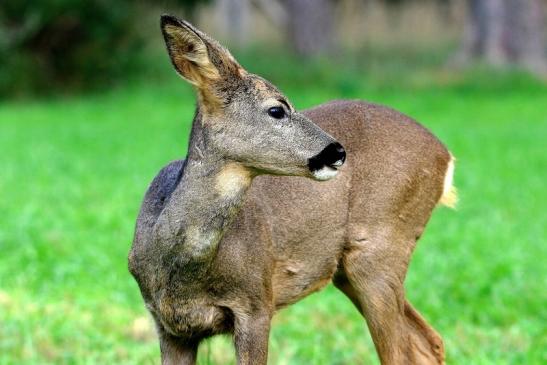 Reh - Wildpark Alte Fasanerie Klein Auheim 2015