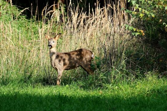 Reh - Wildpark Alte Fasanerie Klein Auheim 2015