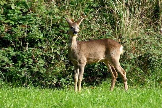 Reh - Wildpark Alte Fasanerie Klein Auheim 2015