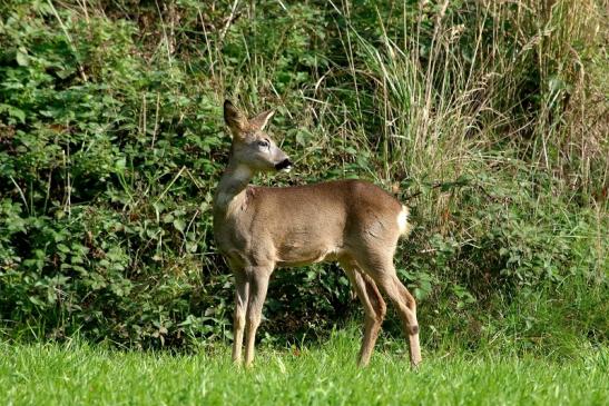 Reh - Wildpark Alte Fasanerie Klein Auheim 2015