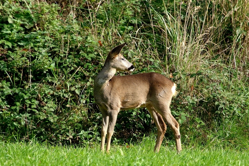 Reh - Wildpark Alte Fasanerie Klein Auheim 2015