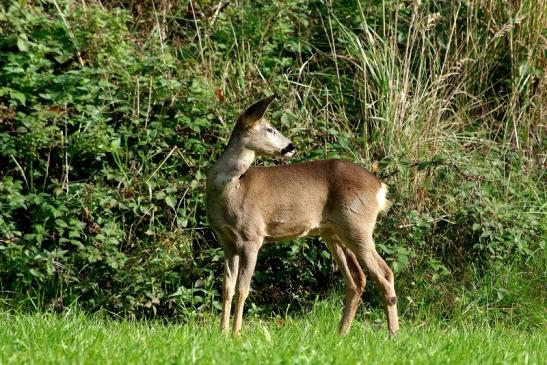 Reh - Wildpark Alte Fasanerie Klein Auheim 2015