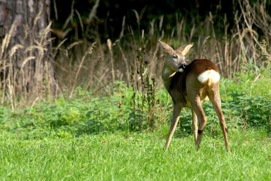 Reh - Wildpark Alte Fasanerie Klein Auheim 2015