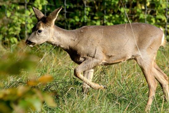 Reh - Wildpark Alte Fasanerie Klein Auheim 2015