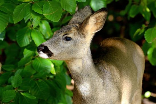 Reh - Wildpark Alte Fasanerie Klein Auheim 2015