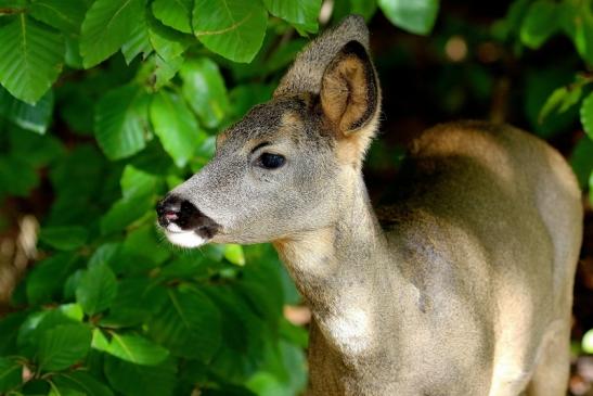 Reh - Wildpark Alte Fasanerie Klein Auheim 2015