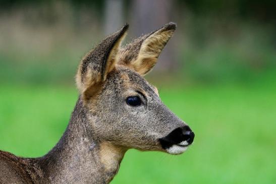 Reh - Wildpark Alte Fasanerie Klein Auheim 2015