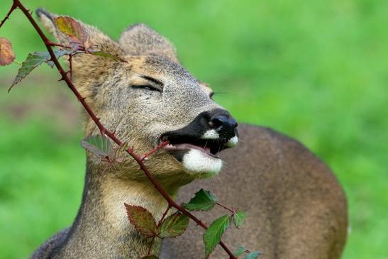 Reh - Wildpark Alte Fasanerie Klein Auheim 2015