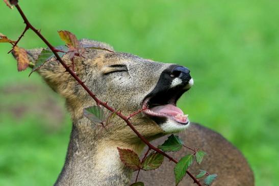 Reh - Wildpark Alte Fasanerie Klein Auheim 2015