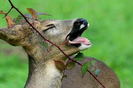 Reh - Wildpark Alte Fasanerie Klein Auheim 2015