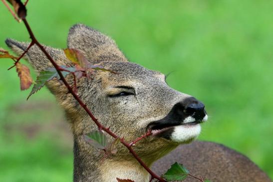 Reh - Wildpark Alte Fasanerie Klein Auheim 2015