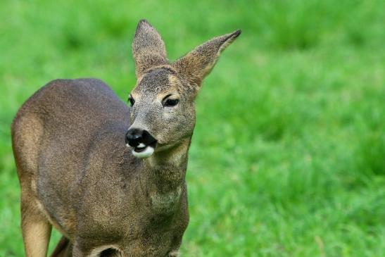 Reh - Wildpark Alte Fasanerie Klein Auheim 2015