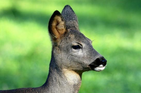 Reh - Wildpark Alte Fasanerie Klein Auheim 2015