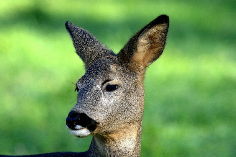 Reh - Wildpark Alte Fasanerie Klein Auheim 2015