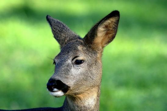 Reh - Wildpark Alte Fasanerie Klein Auheim 2015