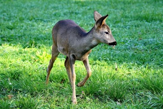 Reh - Wildpark Alte Fasanerie Klein Auheim 2015