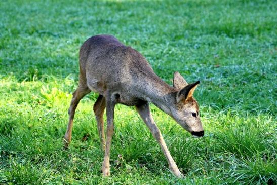 Reh - Wildpark Alte Fasanerie Klein Auheim 2015