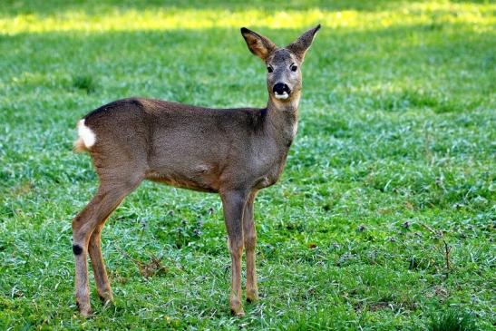 Reh - Wildpark Alte Fasanerie Klein Auheim 2015