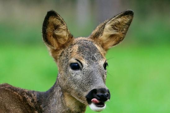 Reh - Wildpark Alte Fasanerie Klein Auheim 2015