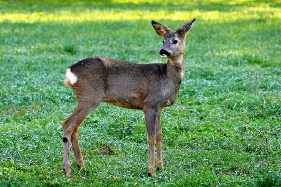 Reh - Wildpark Alte Fasanerie Klein Auheim 2015