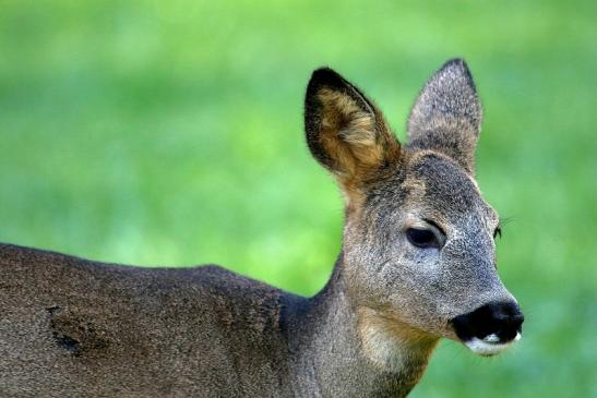 Reh - Wildpark Alte Fasanerie Klein Auheim 2015