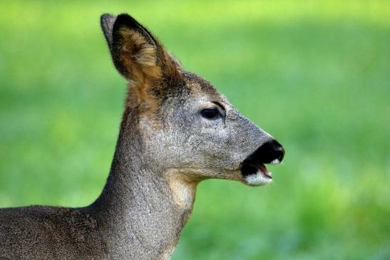 Reh - Wildpark Alte Fasanerie Klein Auheim 2015