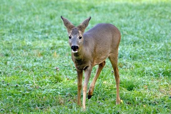 Reh - Wildpark Alte Fasanerie Klein Auheim 2015