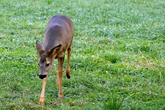 Reh - Wildpark Alte Fasanerie Klein Auheim 2015