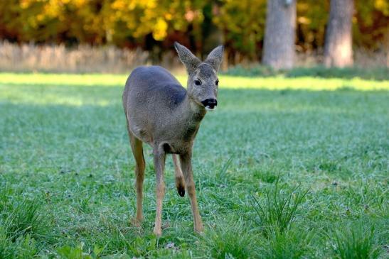 Reh - Wildpark Alte Fasanerie Klein Auheim 2015