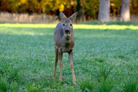 Reh - Wildpark Alte Fasanerie Klein Auheim 2015