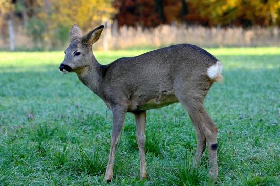 Reh - Wildpark Alte Fasanerie Klein Auheim 2015