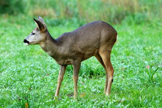 Reh - Wildpark Alte Fasanerie Klein Auheim 2015