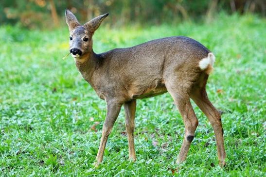 Reh - Wildpark Alte Fasanerie Klein Auheim 2015