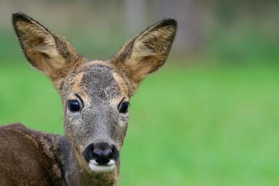 Reh - Wildpark Alte Fasanerie Klein Auheim 2015