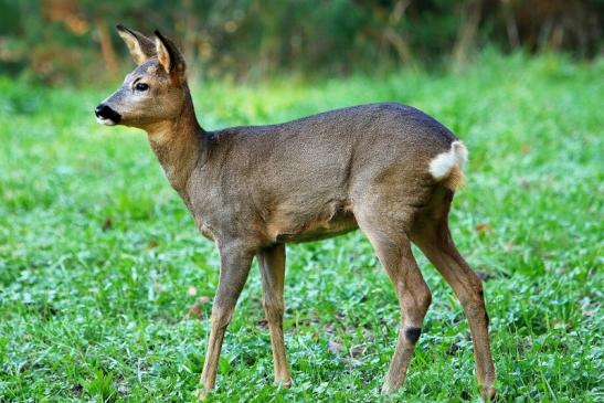 Reh - Wildpark Alte Fasanerie Klein Auheim 2015