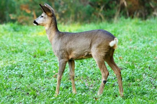 Reh - Wildpark Alte Fasanerie Klein Auheim 2015