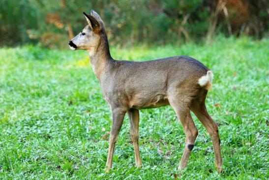 Reh - Wildpark Alte Fasanerie Klein Auheim 2015