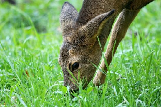 Reh - Wildpark Alte Fasanerie Klein Auheim 2015