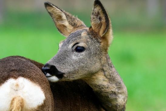 Reh - Wildpark Alte Fasanerie Klein Auheim 2015