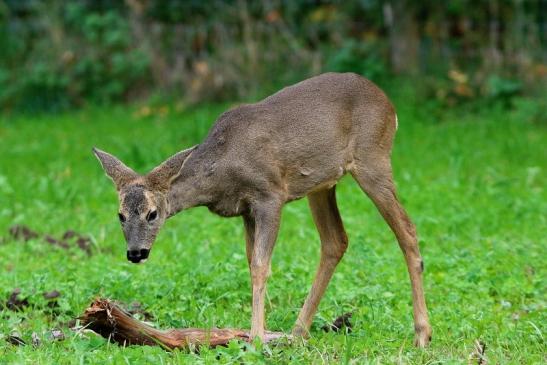 Reh - Wildpark Alte Fasanerie Klein Auheim 2015