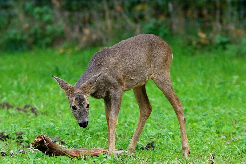 Reh - Wildpark Alte Fasanerie Klein Auheim 2015