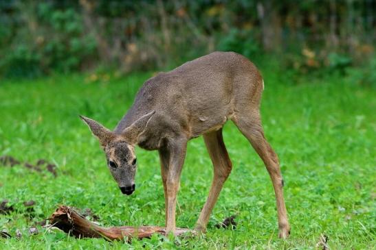 Reh - Wildpark Alte Fasanerie Klein Auheim 2015