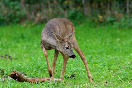 Reh - Wildpark Alte Fasanerie Klein Auheim 2015