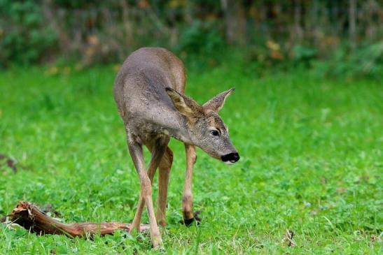 Reh - Wildpark Alte Fasanerie Klein Auheim 2015