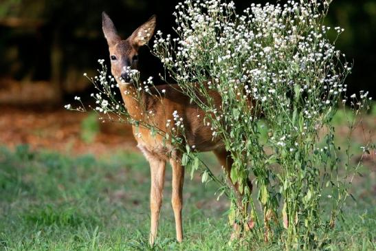 Reh - Wildpark Alte Fasanerie Klein Auheim 2016