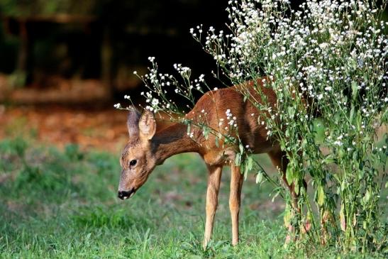 Reh - Wildpark Alte Fasanerie Klein Auheim 2016